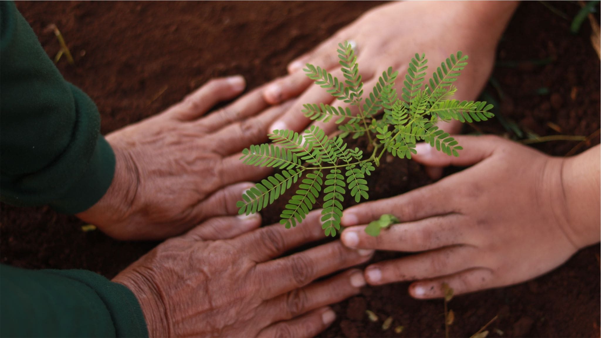 Reforest-Trees-Parners