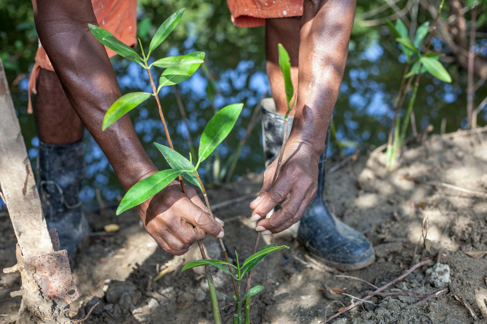 Donate - Reforest Trees