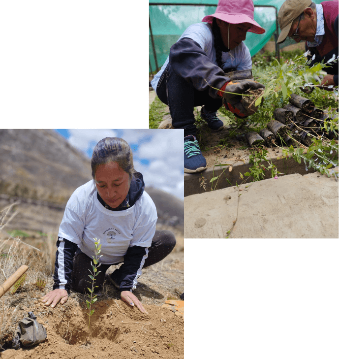 Reforest-trees-people