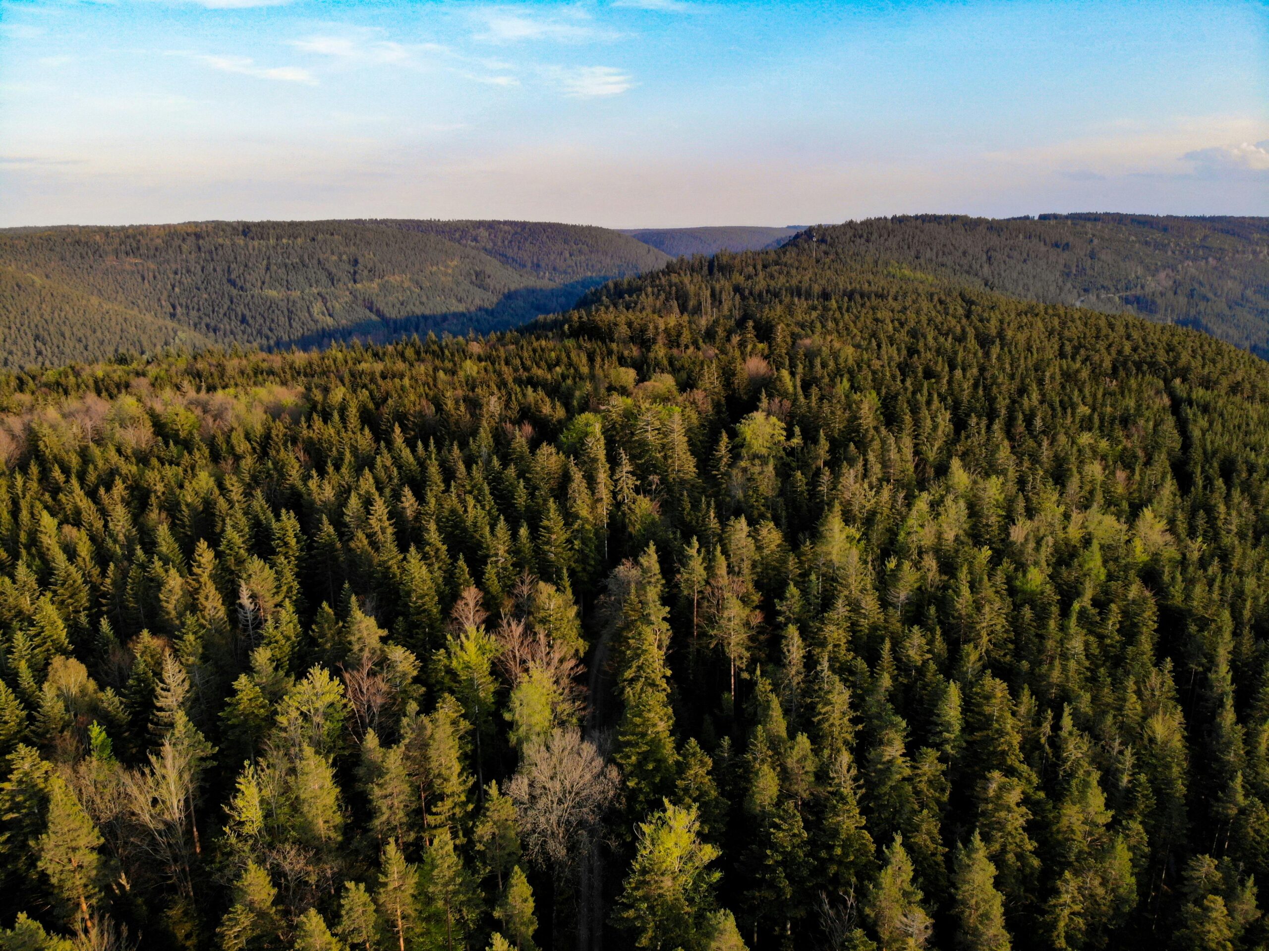 reforest-trees-offset-your-footprint-1