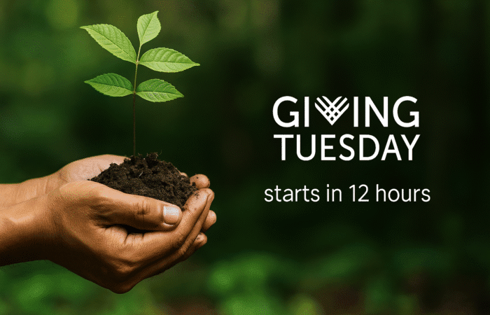 Giving-tuesday-reforest-trees