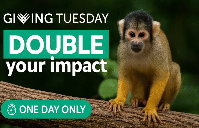 Giving-tuesday-reforest-trees-DONATION