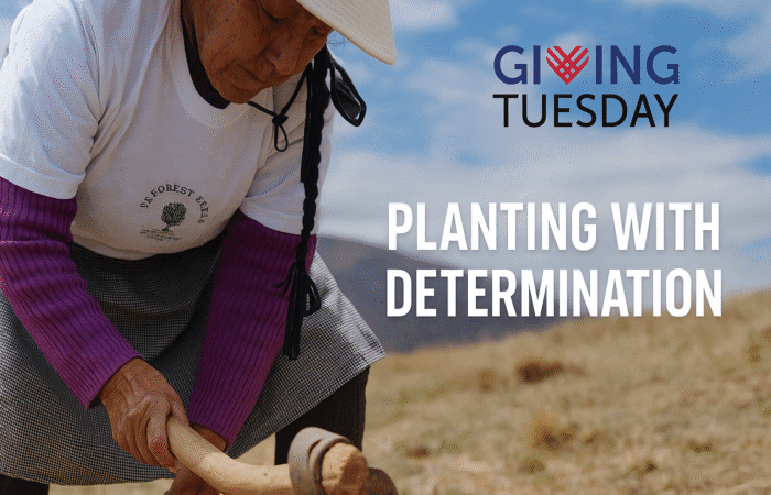 Reforest-trees-giving-tuesday