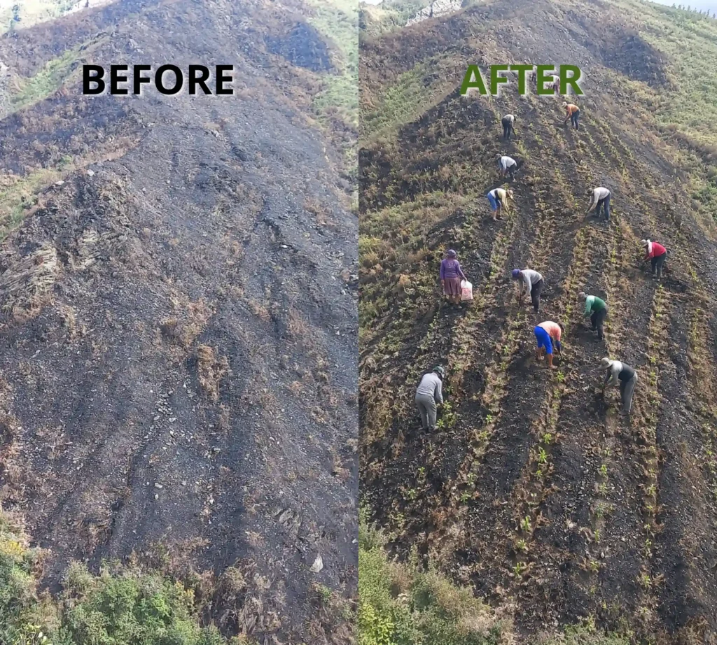Before-and-after view of a wildfire-affected landscape and subsequent forest restoration work with community participation.