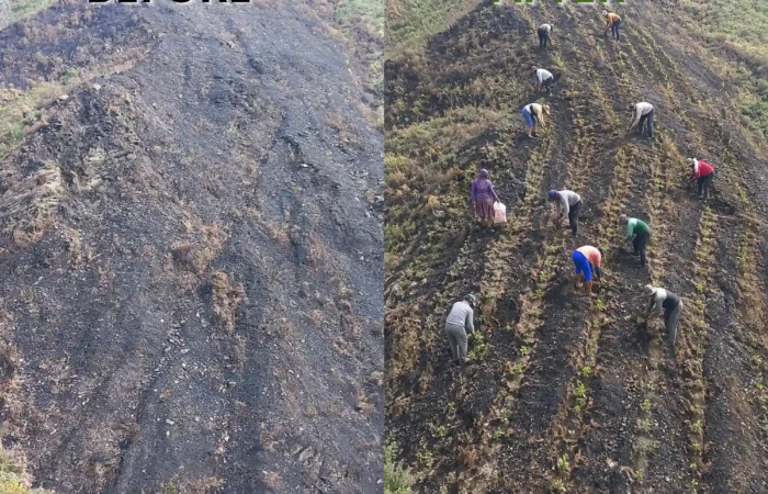 Before-and-after view of a wildfire-affected landscape and subsequent forest restoration work with community participation.